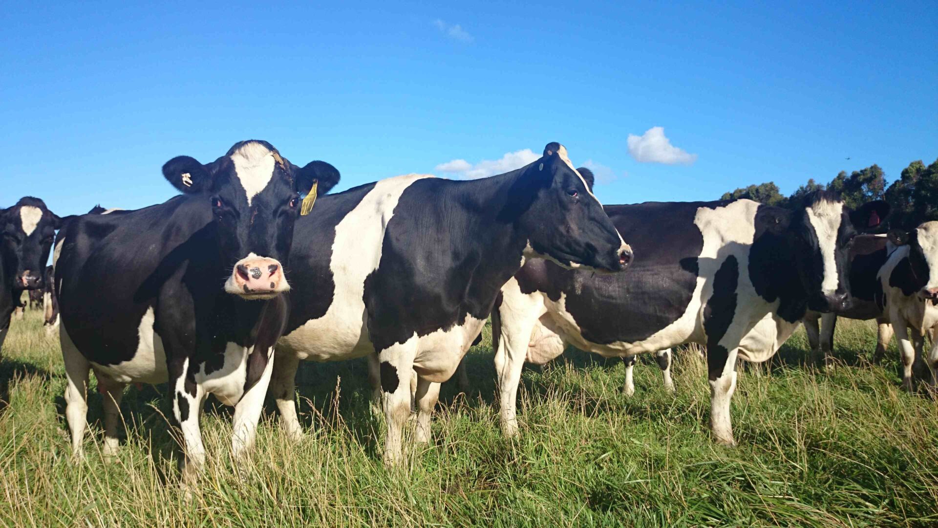 Agribusiness - David Carter Property and Livestock